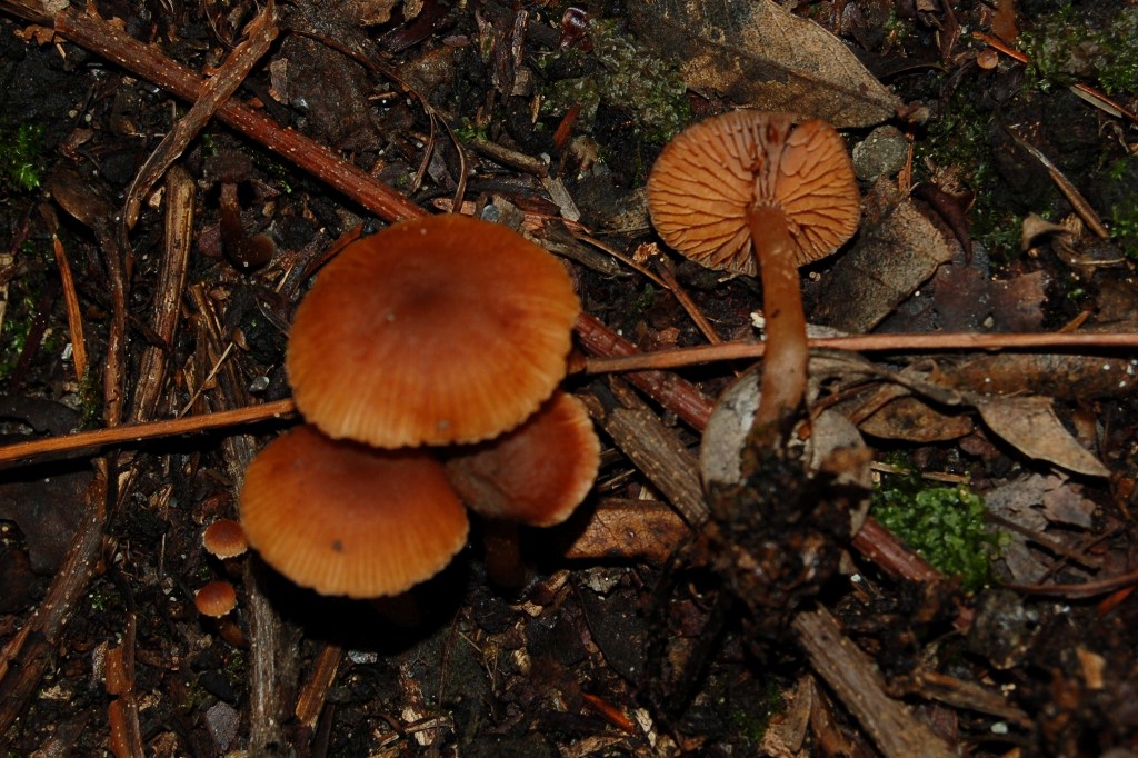 Funghi dell''11 gennaio.